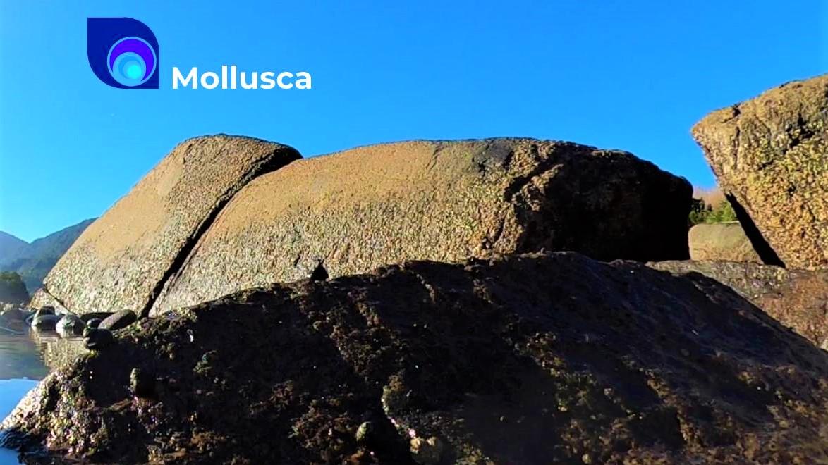 Mollusca experiencia