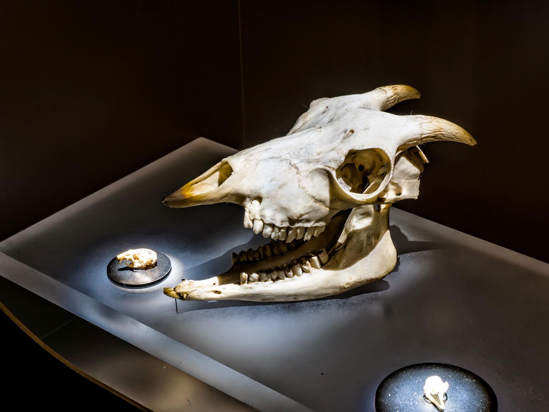 Craneo de cabra en exhibición del museo