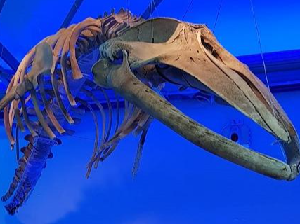 esqueleto de ballena minke