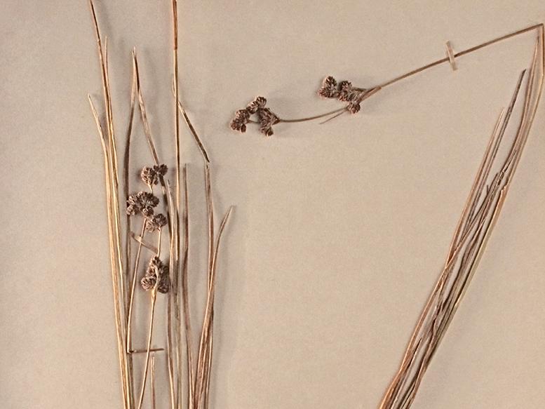 Juncus dombeyanus J. Gay