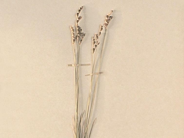 Juncus imbricatus Laharpe