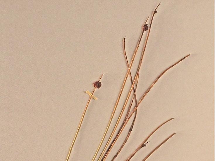 Scirpus nodosus Rottb.