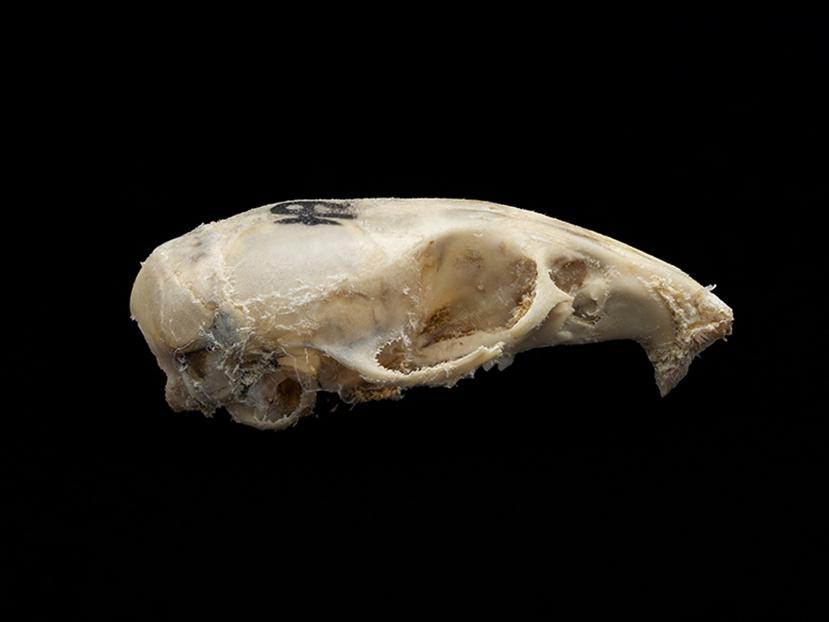 Cráneo de un individuo adulto de Mus musculus (laucha)