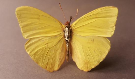 Mariposa amarilla (Phoebis  sennae, amphitrite) Colección entomológica, MHNV.