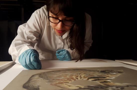 Vivian Cordero, bibliotecaria del MHNV, en labores de conservación de un dibujo naturalistas.