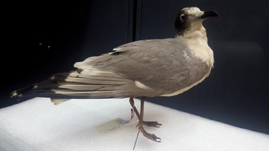 Gaviota de Franklin (Leucophaeus pipixcan) Concón 1945, colección aves montadas, MHNV 296.