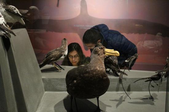 Con distintas actividades modalidad on line, el Museo de Historia Natural de Valparaíso estará ofreciendo cuna varieda cartelera para compartir con todos (as) los usurios (as)