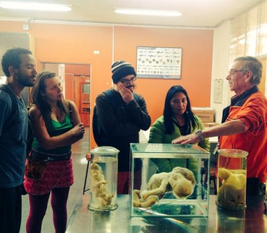 Fernando Soto Ortiz. Encargado de Exhibiciones Temporales, investigador Museo de Historia Natural de Valparaíso