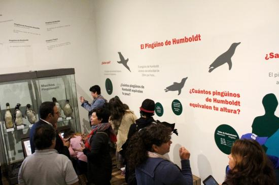 Exposición temporal "Alerta Pingüinos en Peligro" Sala Carpeneto, MHNV