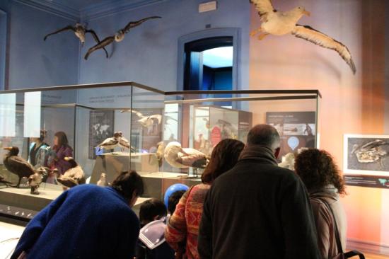 Más de cinco mil personas disfrutaron el museo y su exhibición permanente "Biodiversidad en la región central", en la imágen: Sala Superficie del MHNV.