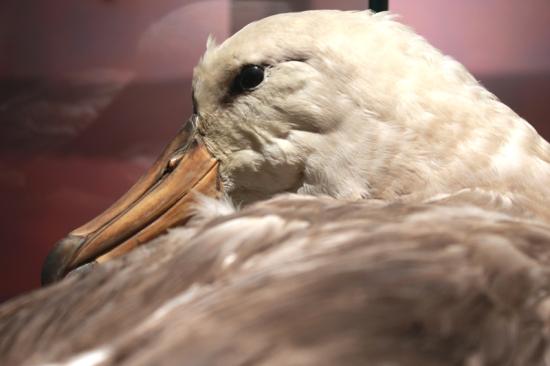 Aves de Valparaíso: Diversidad, Conservación y Potencial en el Turismo Especializado”, a cargo del Ornitólogo, Rodrigo Reyes