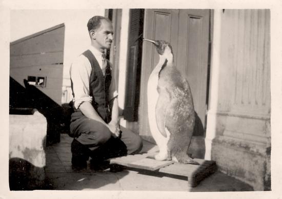 José Carpeneto observando su labor de taxidermia: un pingüino, década del '30