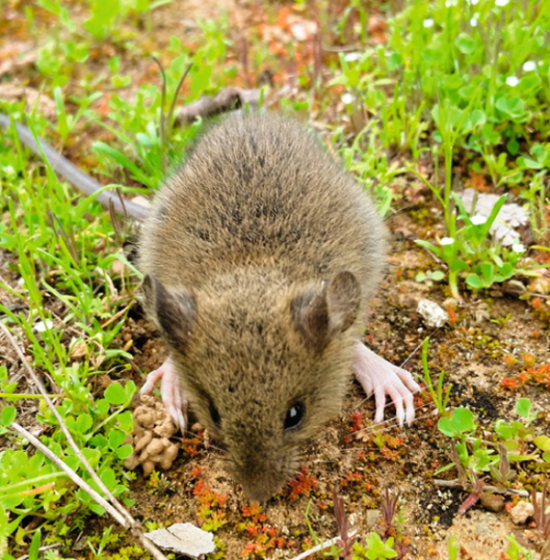 Roedor silvestre Oligoryzomis Longicaudatus, comúnmente llamado ratón de cola larga