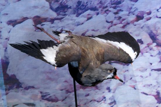 Queltehue Vanellus chilensis chilensis (Molina)