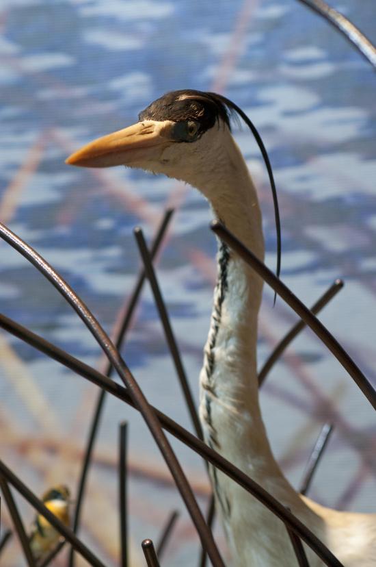 Garza Cuca Ardea cocoi