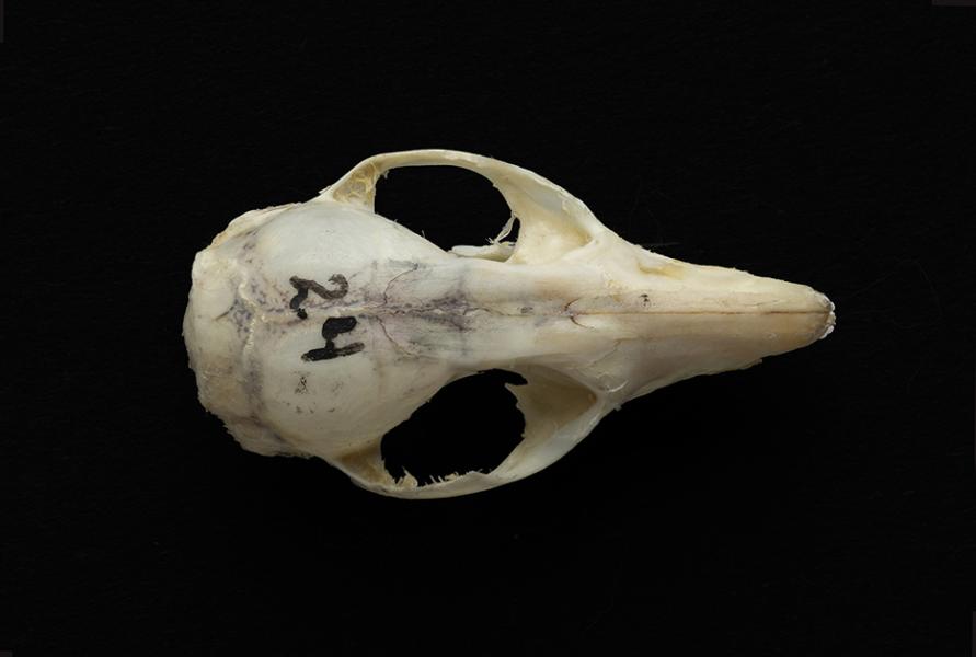 Cráneo de un individuo adulto de Thylamys elegans (yaca común) Cráneo de un individuo adulto de Thylamys elegans (yaca común)