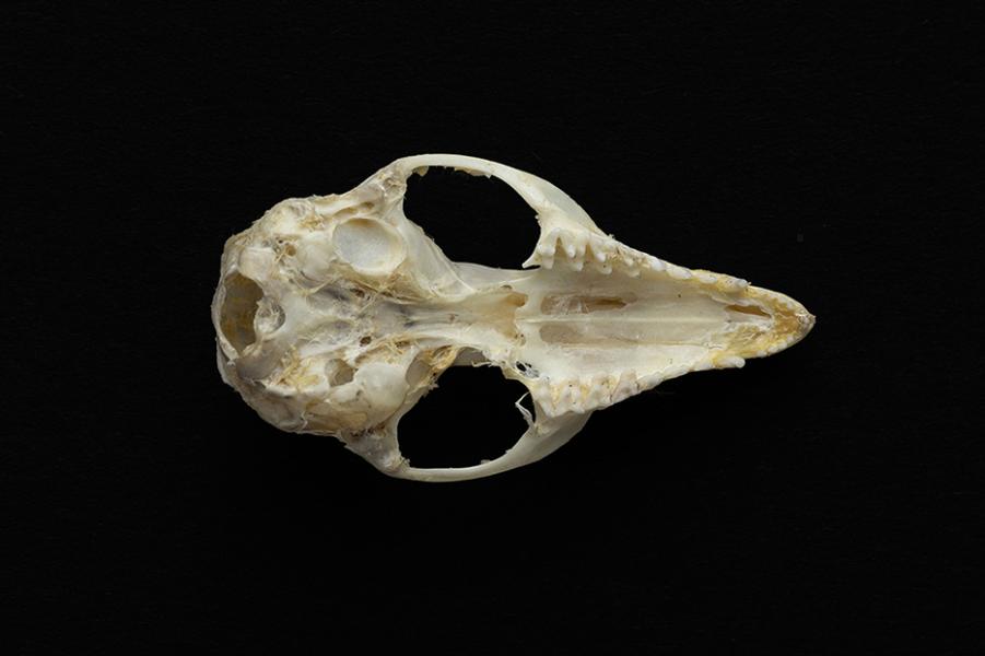 Cráneo de un individuo adulto de Thylamys elegans (yaca común) Cráneo de un individuo adulto de Thylamys elegans (yaca común)