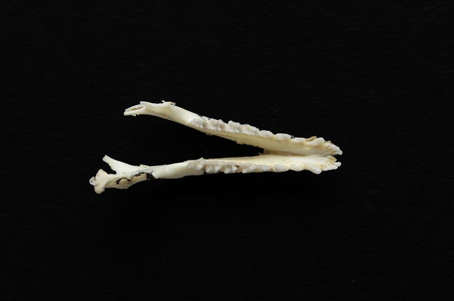 Mandíbula de un individuo adulto de Thylamys elegans (yaca común) Mandíbula de un individuo adulto de Thylamys elegans (yaca común)