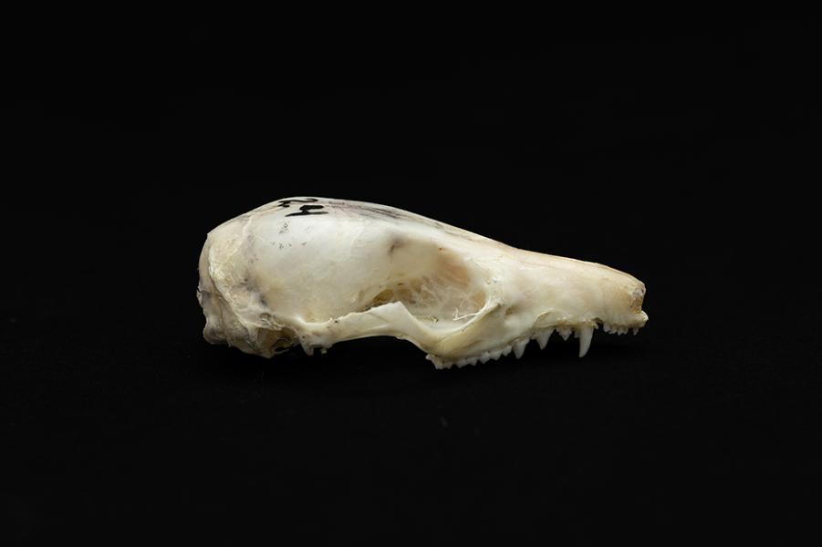Cráneo de un individuo adulto de Thylamys elegans (yaca común) Cráneo de un individuo adulto de Thylamys elegans (yaca común)
