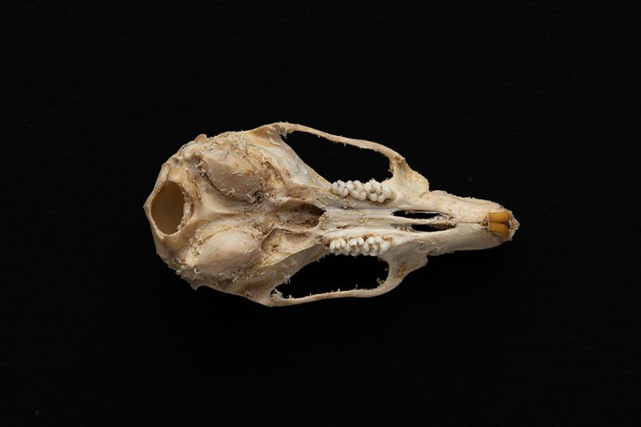 Cráneo de individuo adulto de Rattus rattus (rata negra) Cráneo de individuo adulto de Rattus rattus (rata negra)