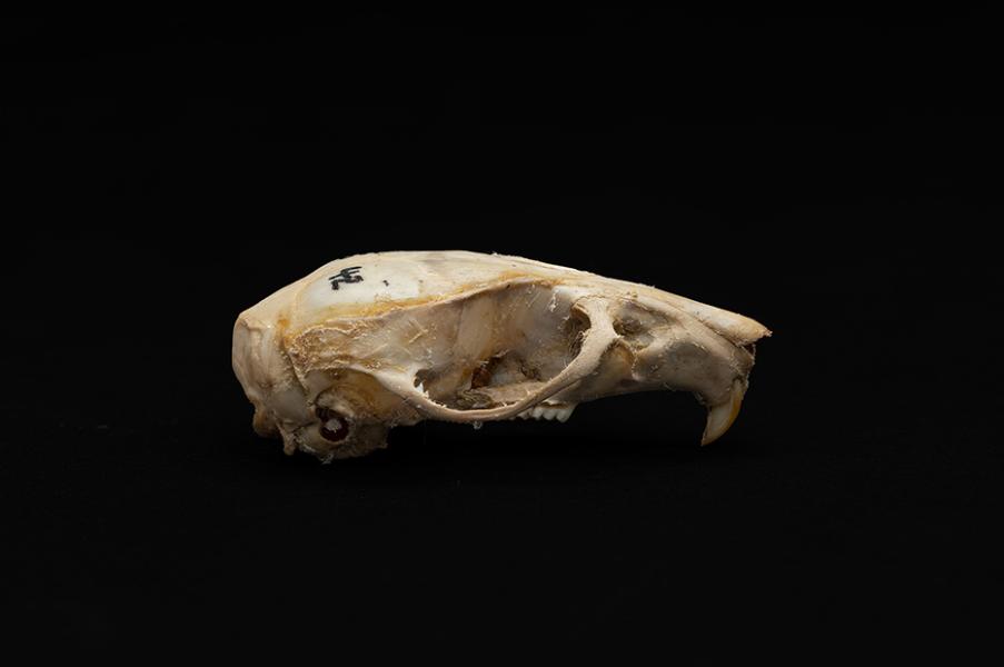 Cráneo de individuo adulto de Rattus rattus (rata negra) Cráneo de individuo adulto de Rattus rattus (rata negra)