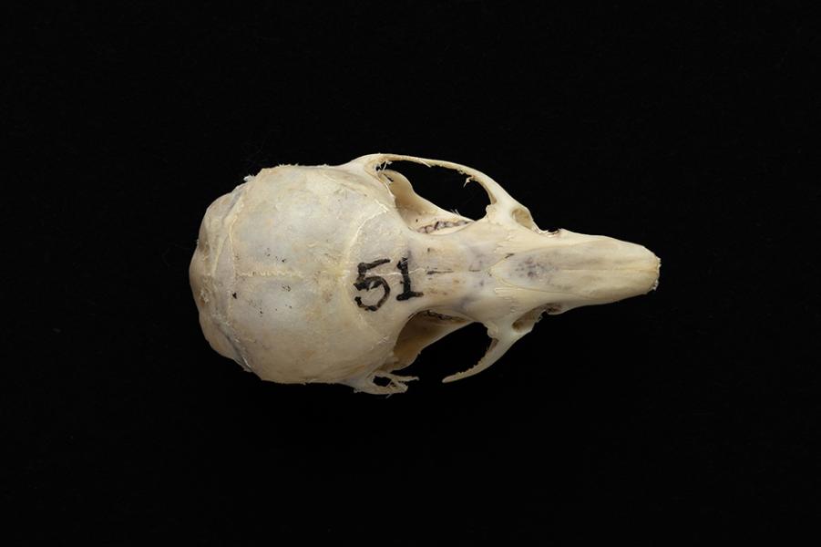 Cráneo de un individuo adulto de Abrothrix olivacea (ratón oliváceo) Cráneo de un individuo adulto de Abrothrix olivacea (ratón oliváceo)