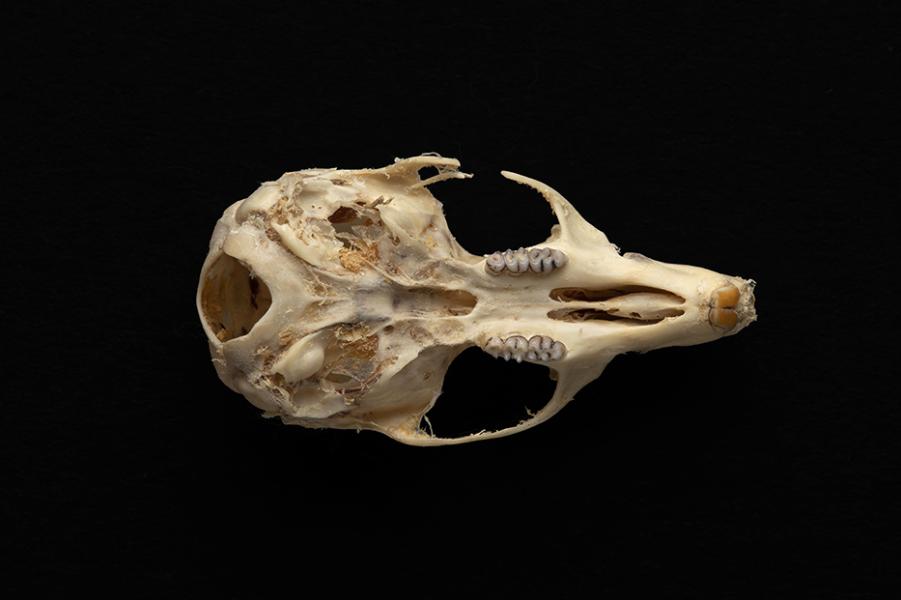 Cráneo de un individuo adulto de Abrothrix olivacea (ratón oliváceo) Cráneo de un individuo adulto de Abrothrix olivacea (ratón oliváceo)