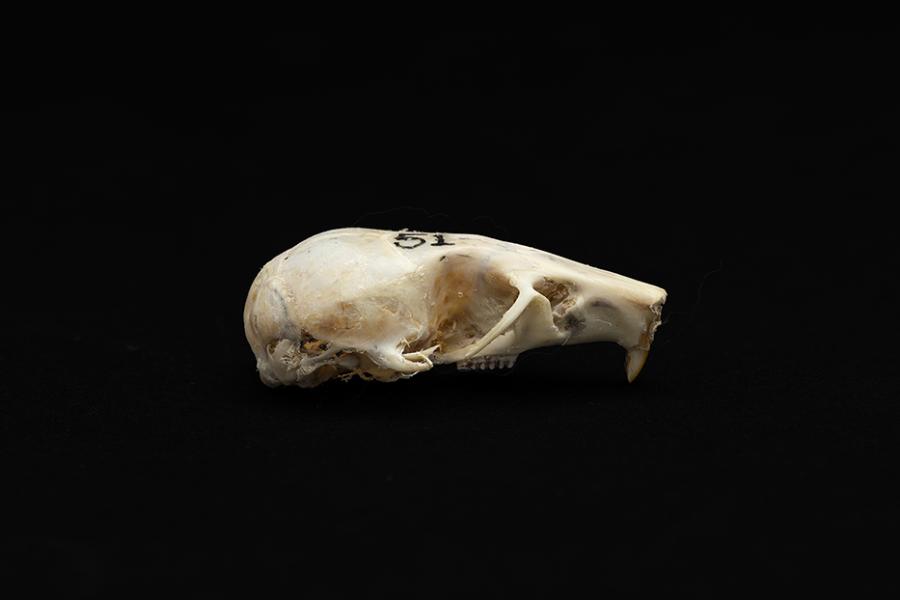 Cráneo de un individuo adulto de Abrothrix olivacea (ratón oliváceo) Cráneo de un individuo adulto de Abrothrix olivacea (ratón oliváceo)