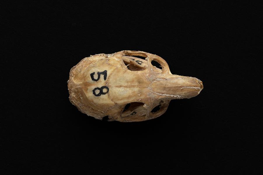 Cráneo de individuo adulto de Octodon degus (degú común) Cráneo de individuo adulto de Octodon degus (degú común)