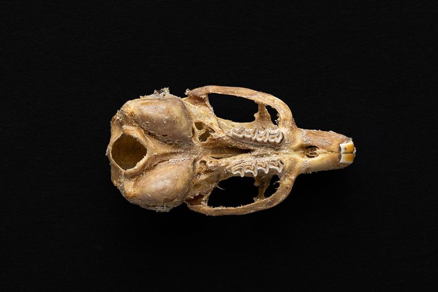Cráneo de individuo adulto de Octodon degus (degú común) Cráneo de individuo adulto de Octodon degus (degú común)