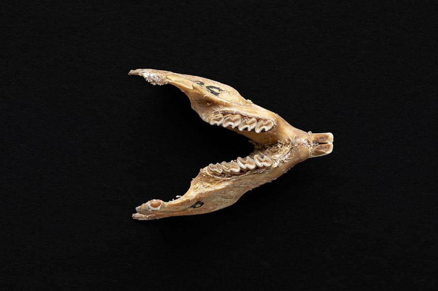 Mandíbula de individuo adulto de Octodon degus (degú común) Mandíbula de individuo adulto de Octodon degus (degú común)