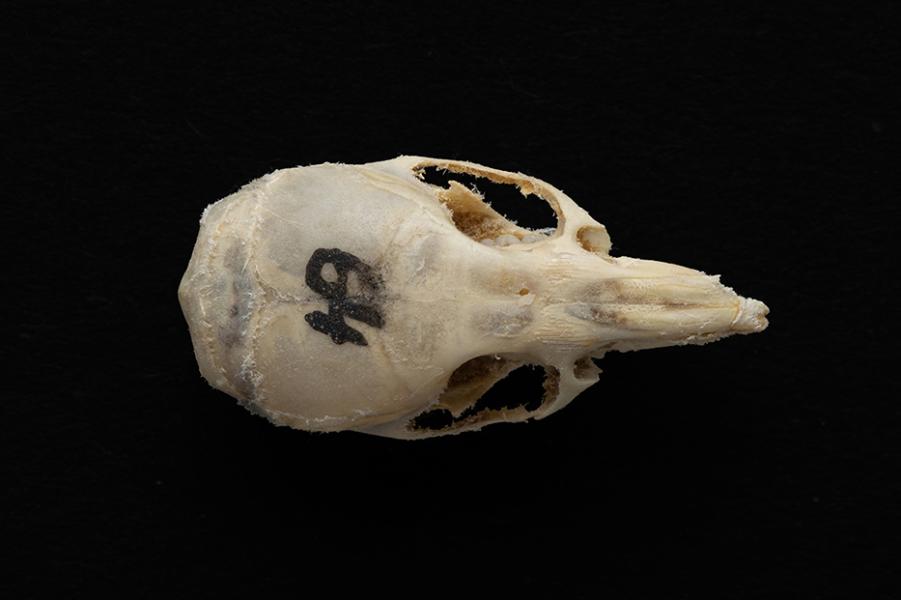Cráneo de un individuo adulto de Mus musculus (laucha) Cráneo de un individuo adulto de Mus musculus (laucha)