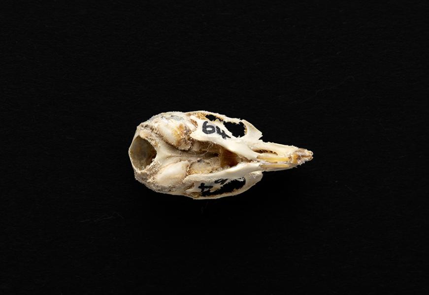 Cráneo de un individuo adulto de Mus musculus (laucha) Cráneo de un individuo adulto de Mus musculus (laucha)