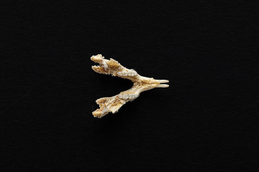 Mandíbula de un individuo adulto de Mus musculus (laucha) Mandíbula de un individuo adulto de Mus musculus (laucha)