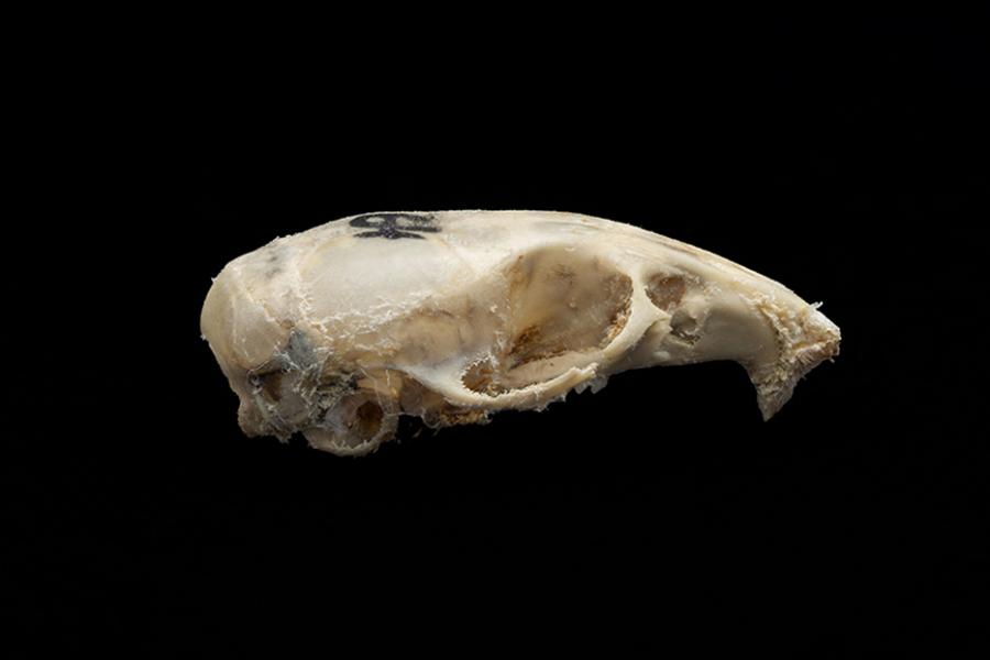 Cráneo de un individuo adulto de Mus musculus (laucha) Cráneo de un individuo adulto de Mus musculus (laucha)