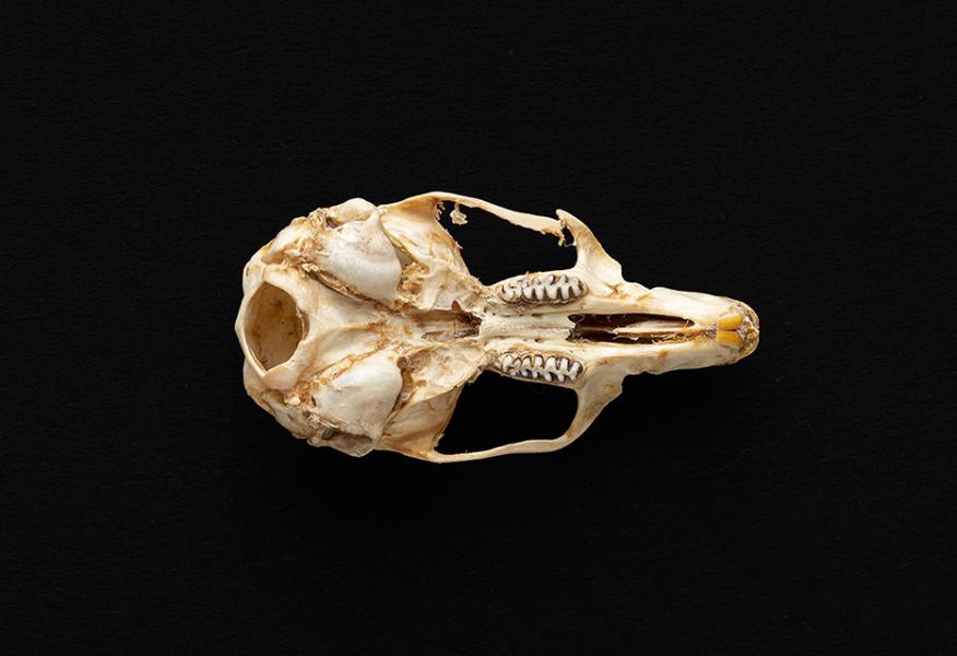 Cráneo de individuo adulto Phyllotis darwini (ratón orejudo de Darwin) Cráneo de individuo adulto Phyllotis darwini (ratón orejudo de Darwin)